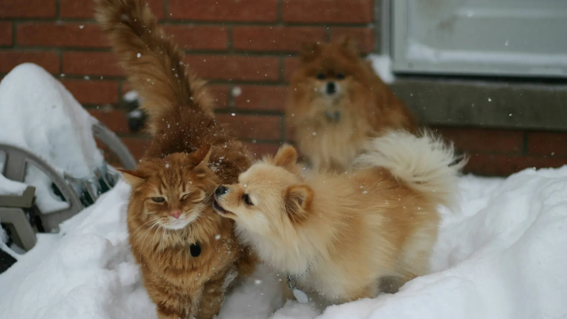 Gato y perros en la nieve