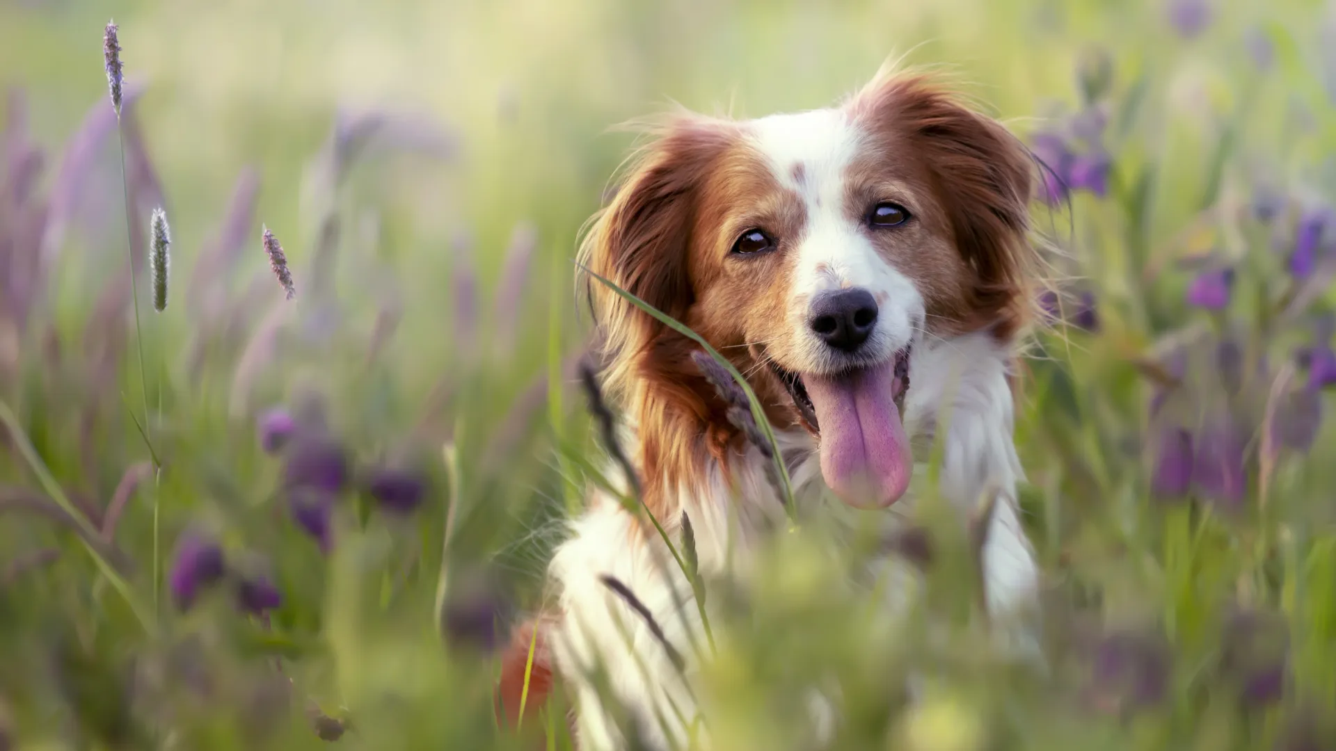 Perro en un campo de flores