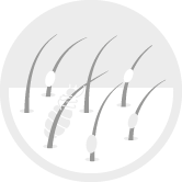 Icno de Pediculosis