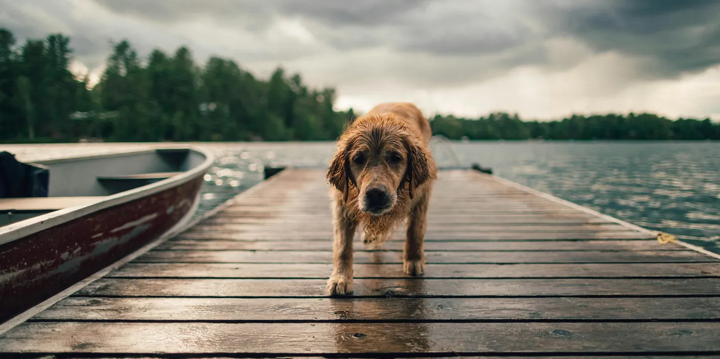 Perro saliendo del agua