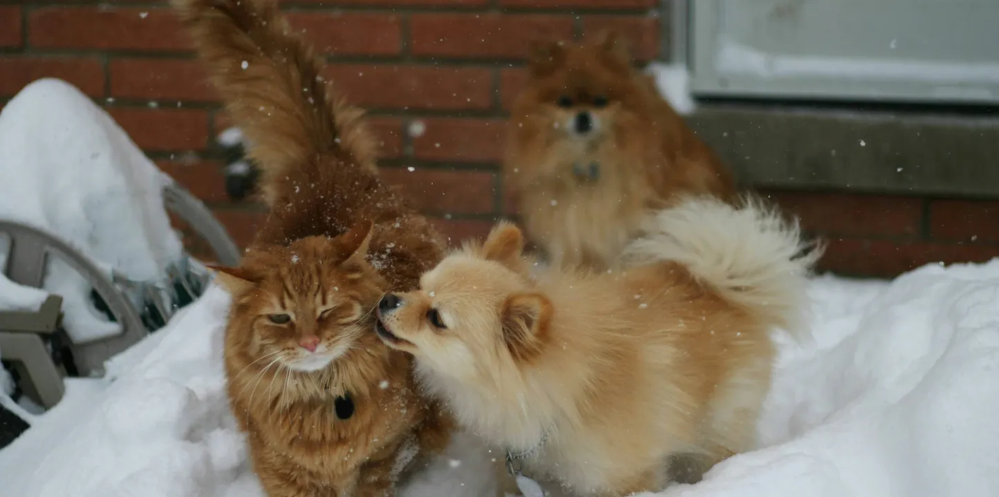 Gato y perros en la nieve