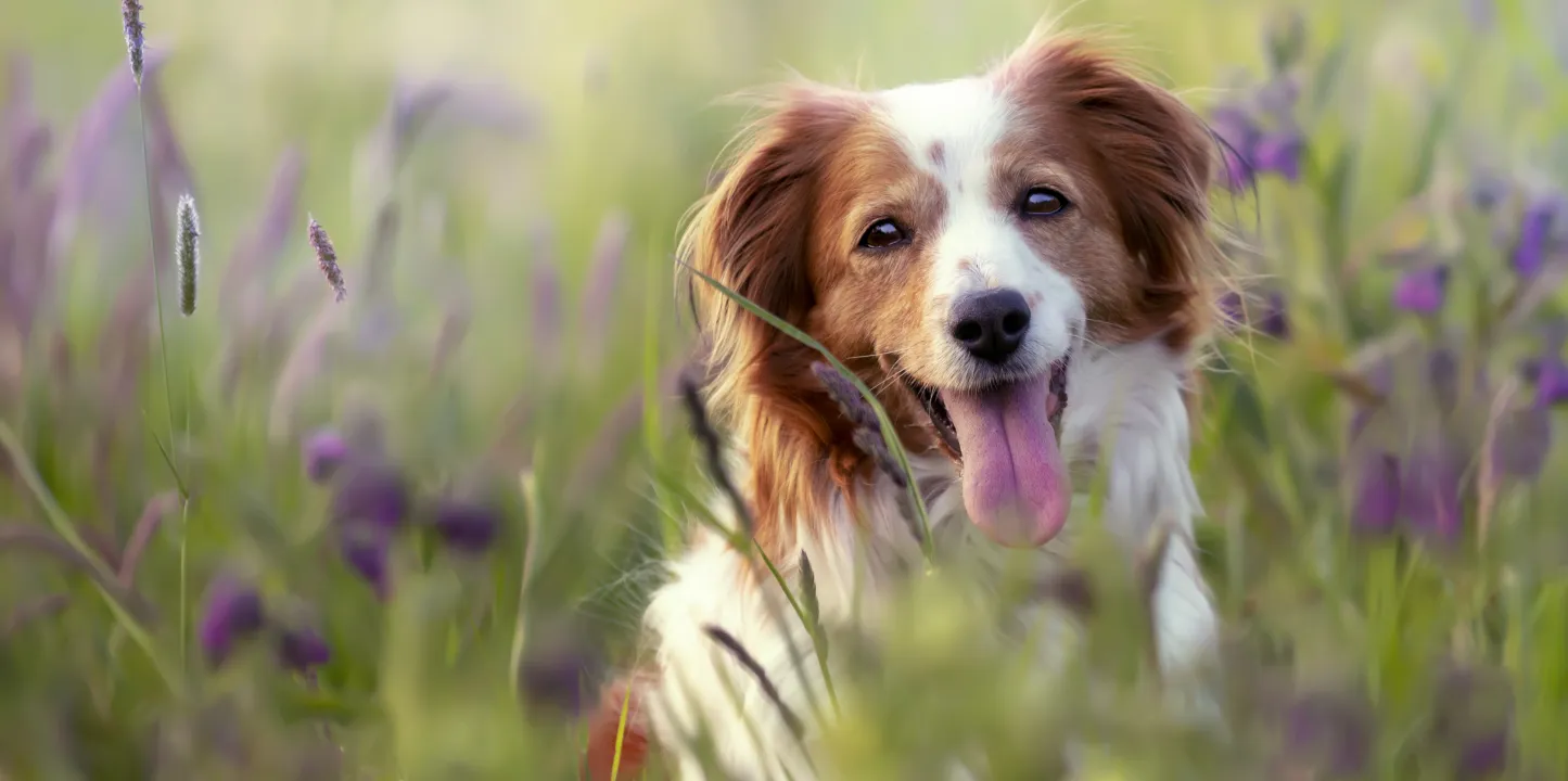 Perro en un campo de flores