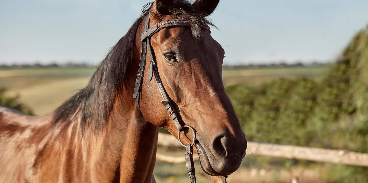 Caballo