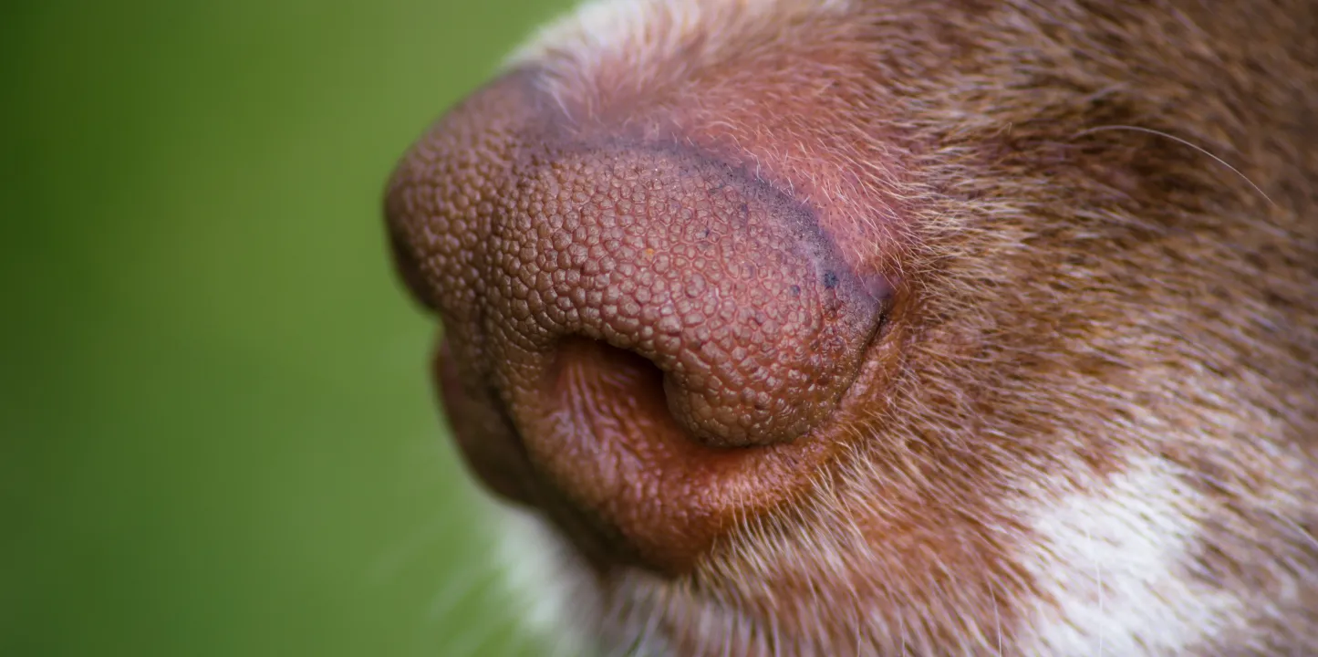 Trufa perro