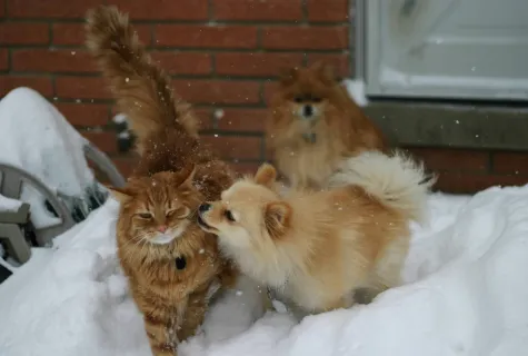 Gato y perros en la nieve