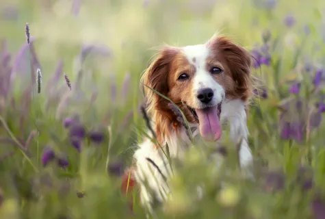 Perro en un campo de flores