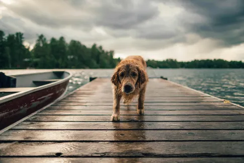 Perro saliendo del agua