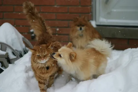 Gato y perros en la nieve