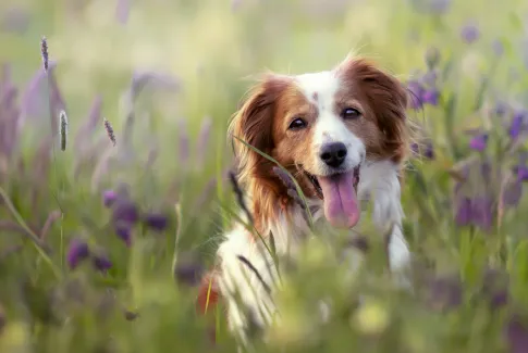 Perro en un campo de flores