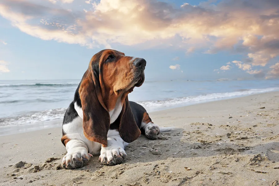 Perro Basset Hound en la playa