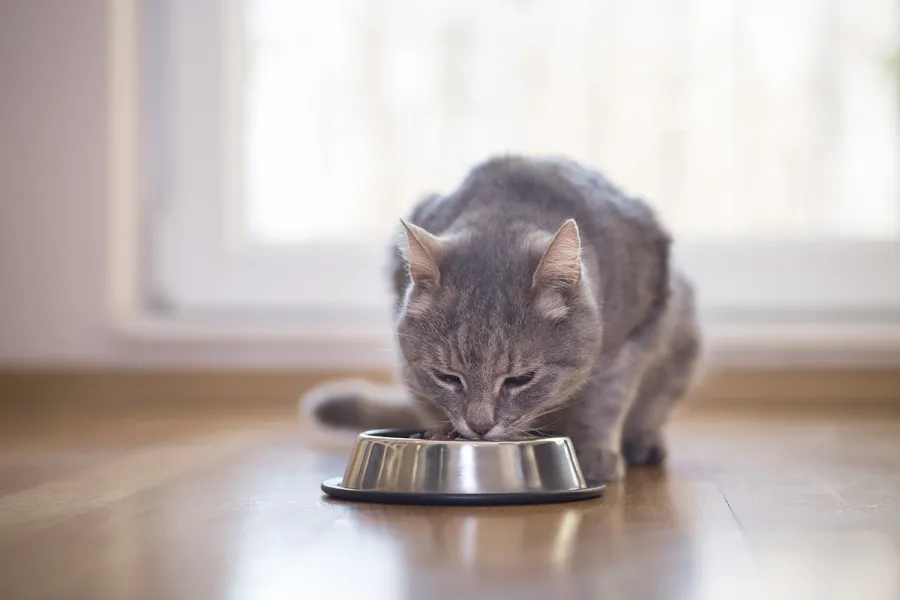 Gato comiendo