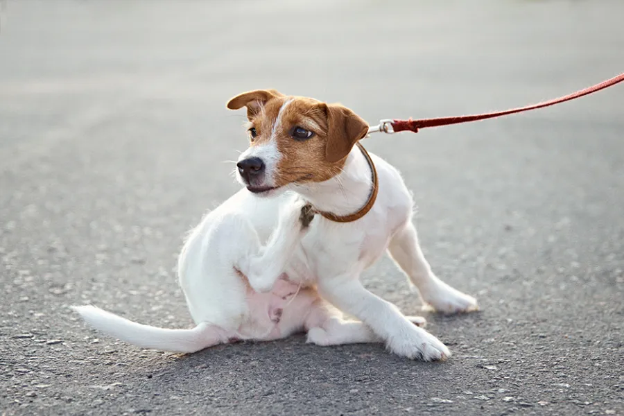 Perro Jack Russell rascándose