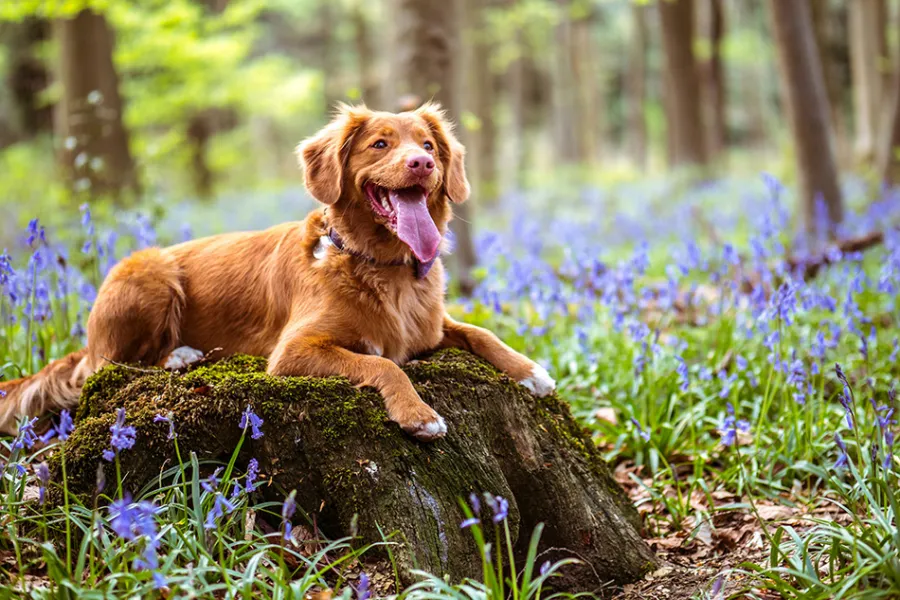 Perro Labrador Retriever en el bosque