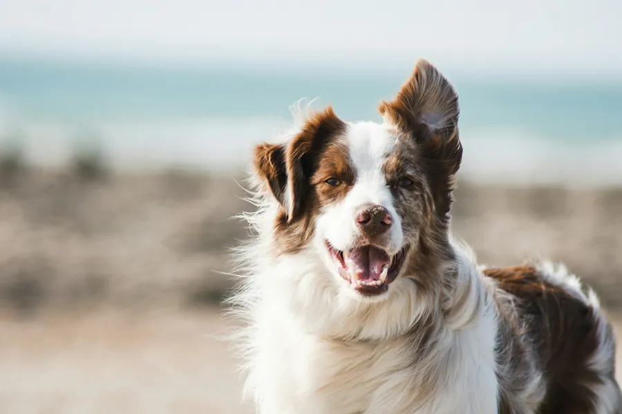 Perro Border Collie