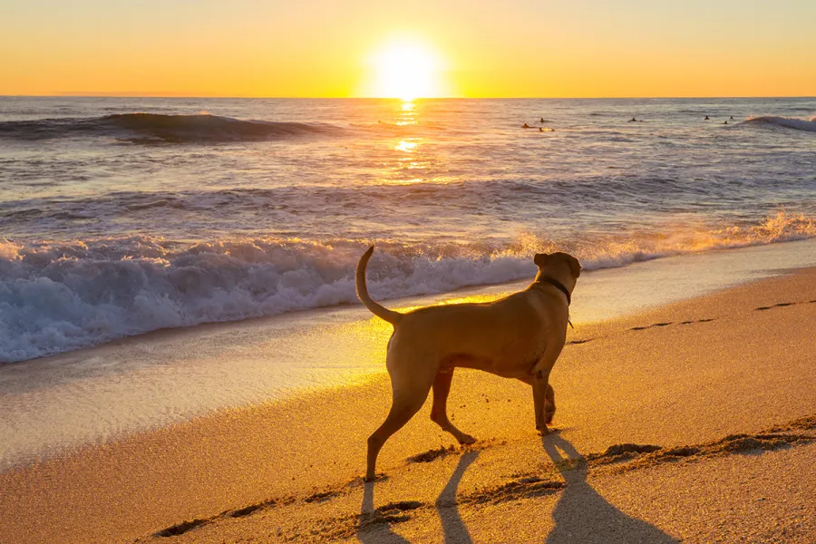 Perro en la playa