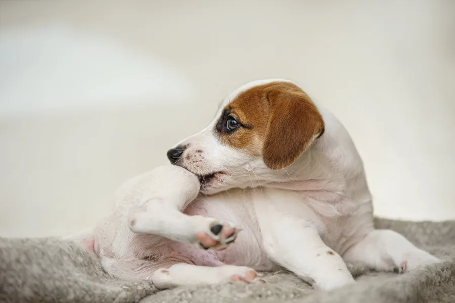 Cachorro que se rasca.