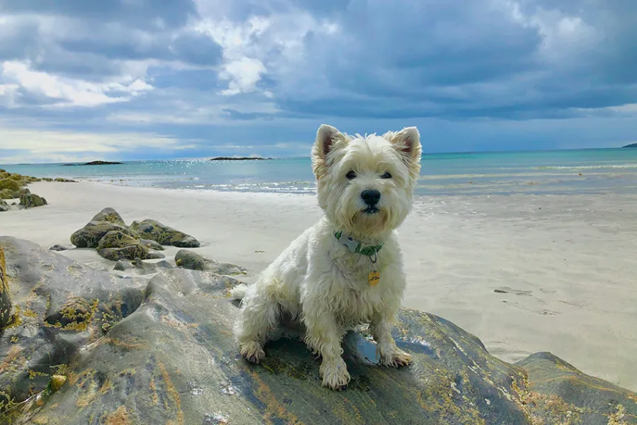 Perro West Highland White Terrier